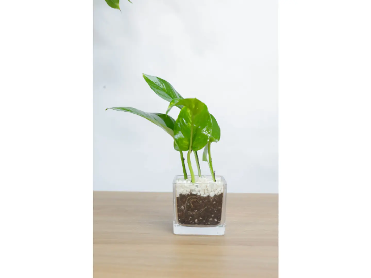 نبتة بوتس في اصيص زجاج مربع