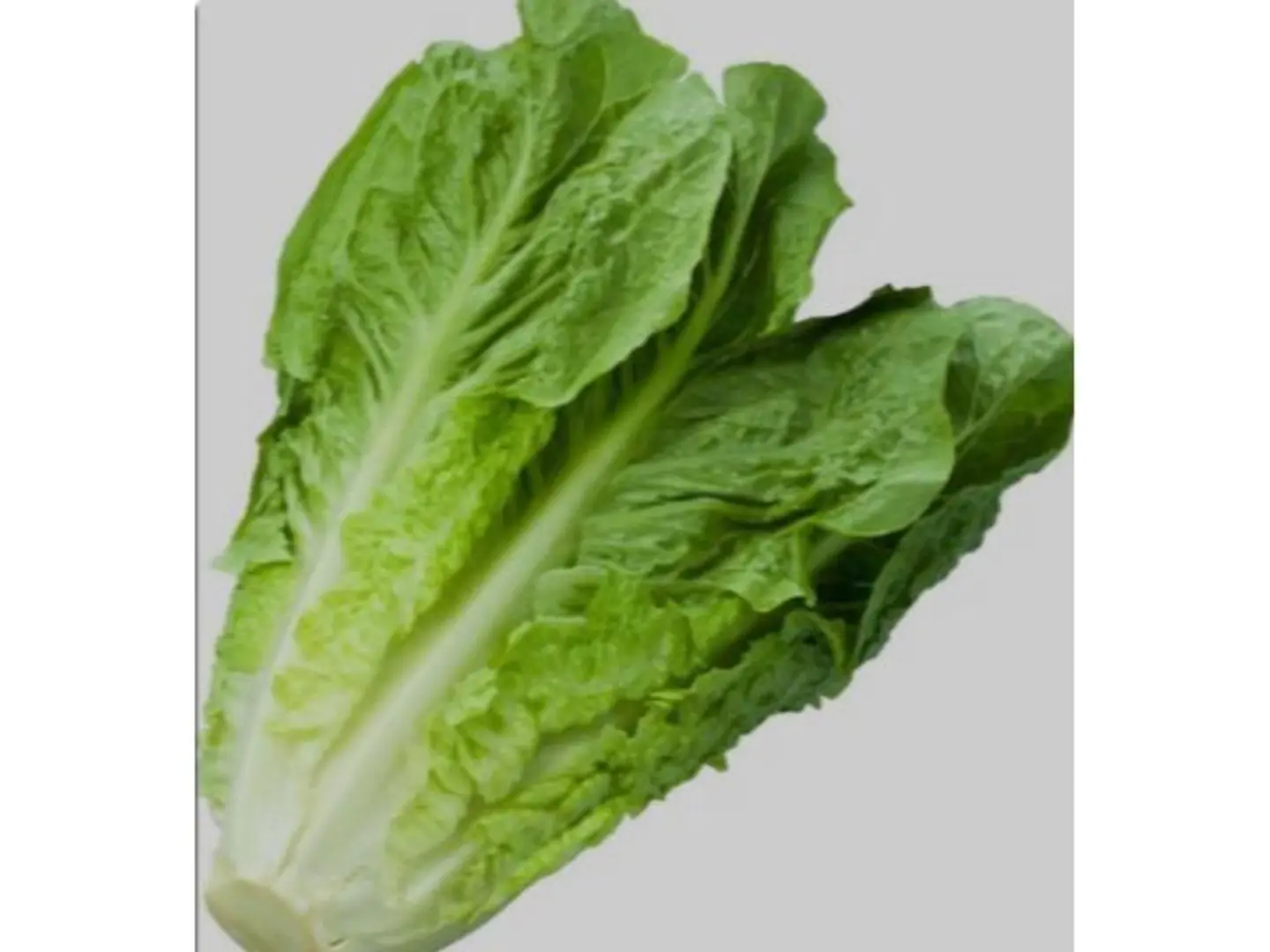 خس حبه