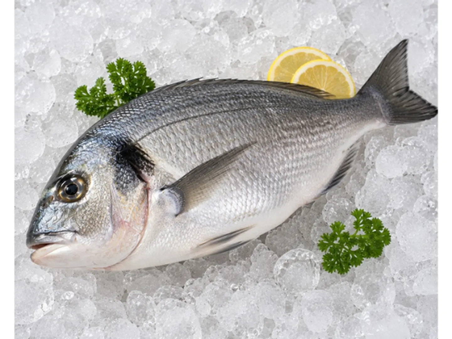 Sea Bream