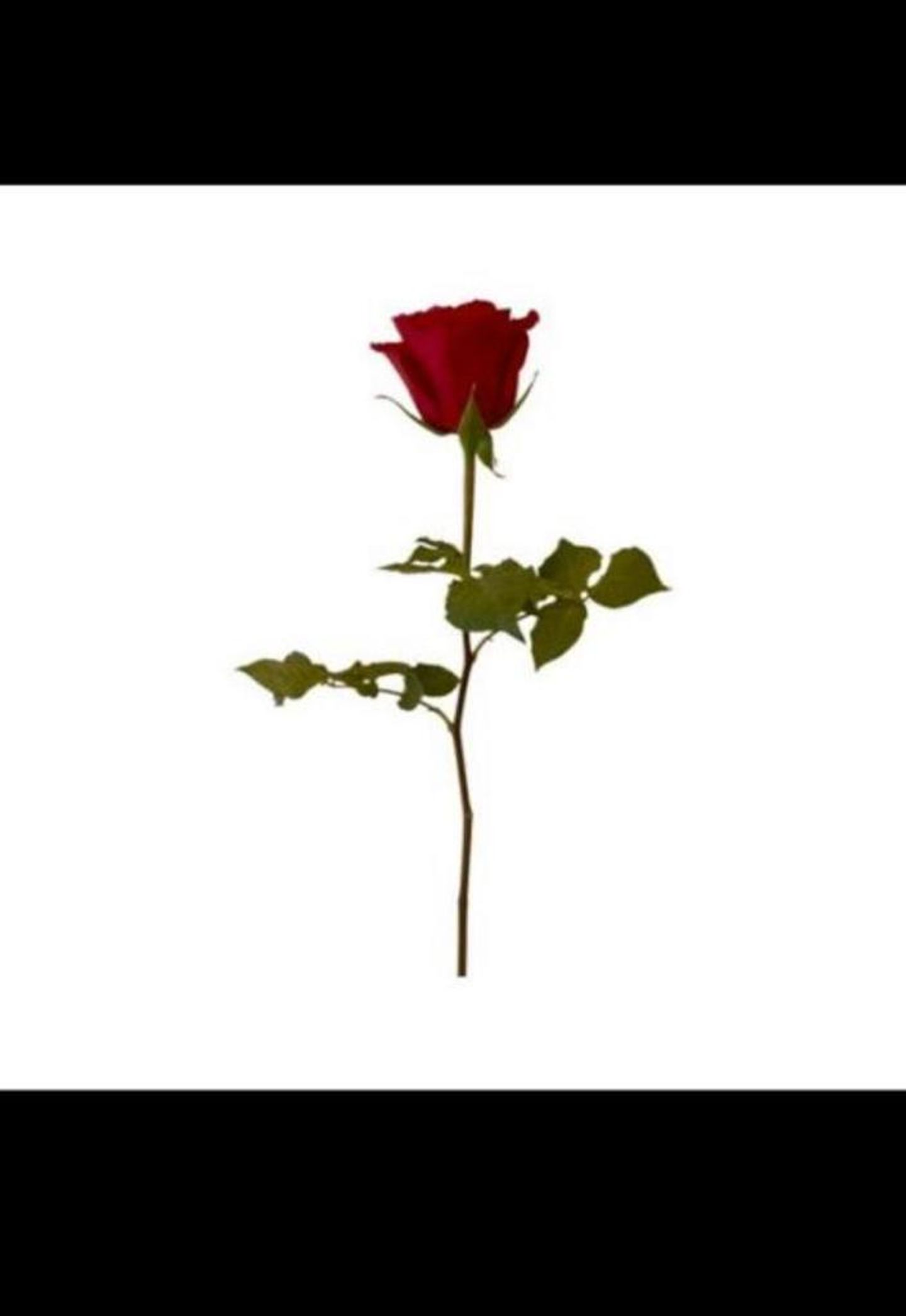 Natural Rose Flower