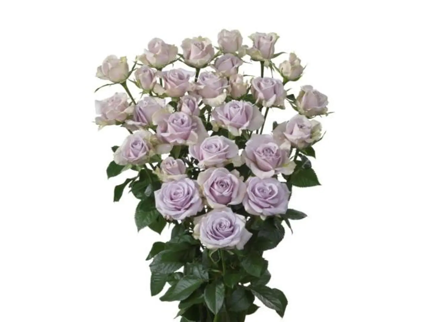 بنش بيبي روز موف