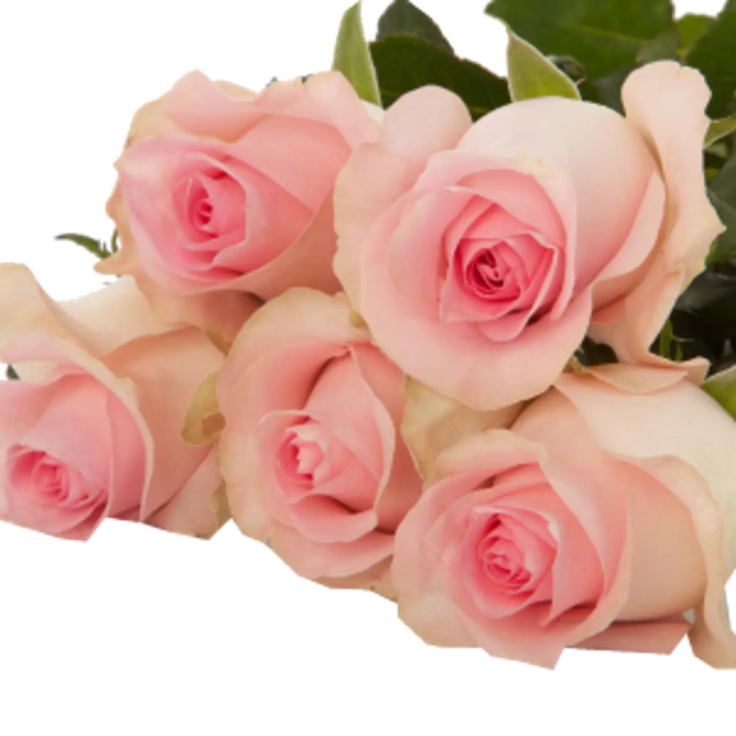 A20 Pink Rose 10 Stem