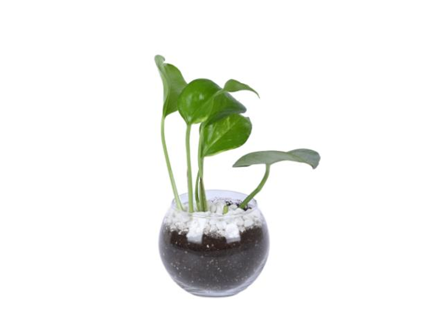 48  Bots Plant In A Glass Vase