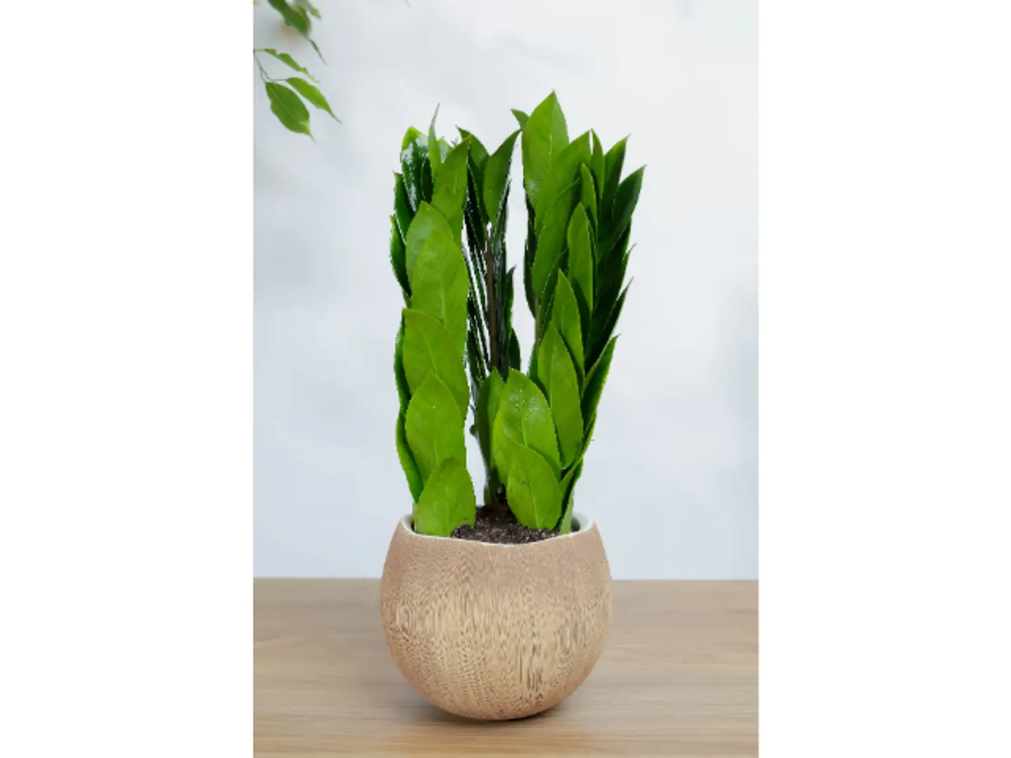 نبتة الزاميا في اصيص سيراميك بتصميم جوز الهند بشكل مميز وجذاب