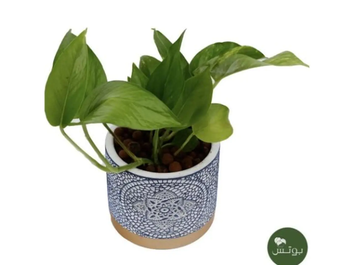 16  Pothos Plant In A Pottery Pot