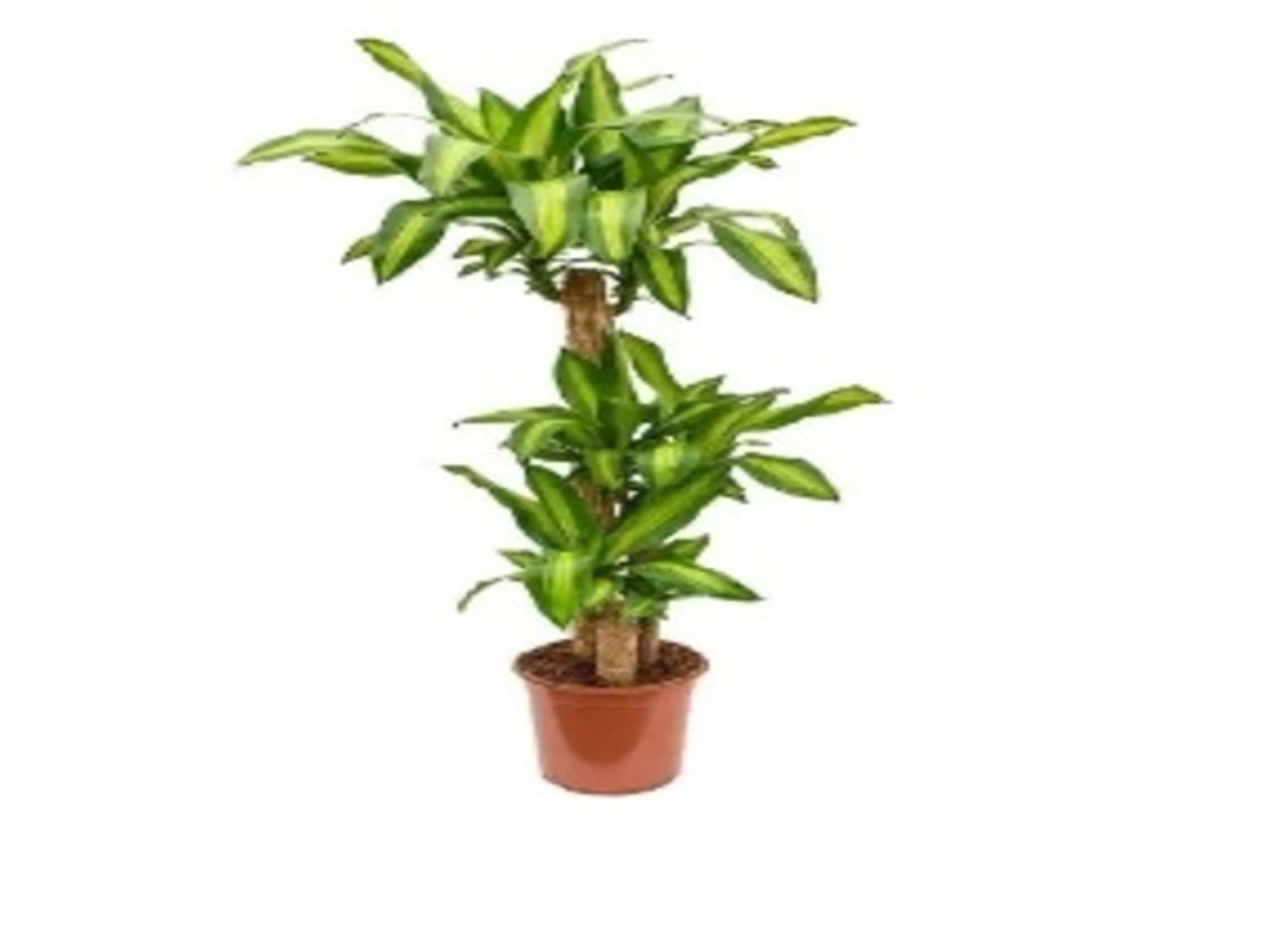 Drac.Massangeana 120 Cm 3 Pp Vp