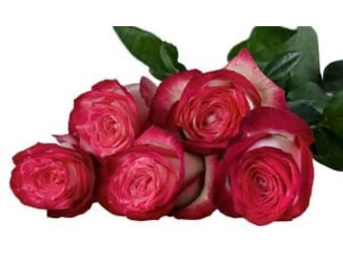 بنش جوري لونين