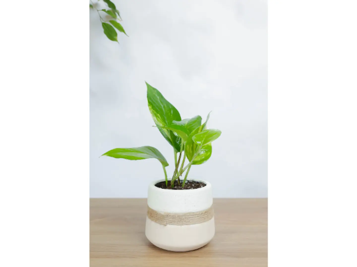 نبتة جولدن بوتس في اصيص فخار بخيط خيش في المنتصف بتصميم مميز وجذاب