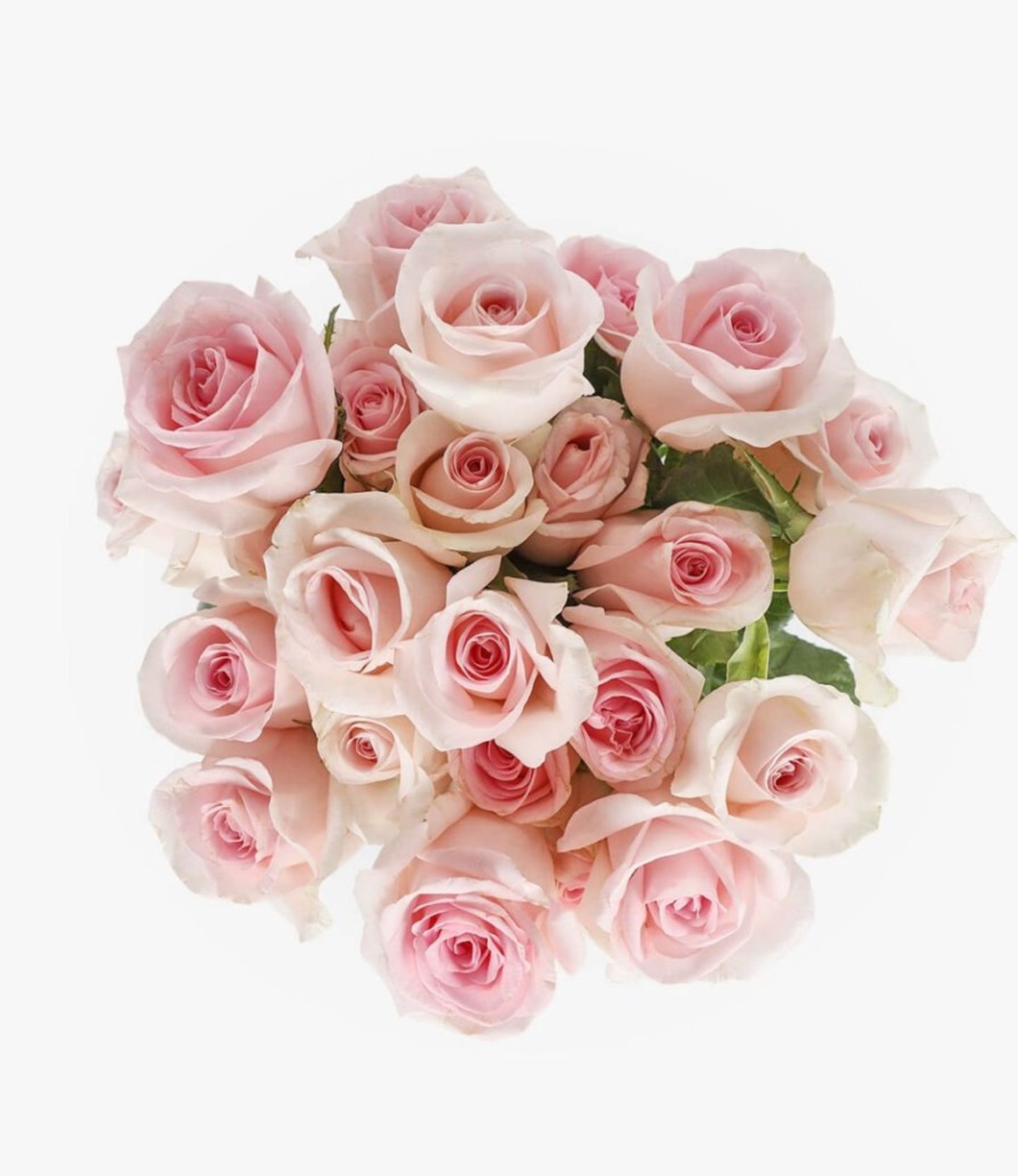 A6 Pink Spray Rose 10 Stem