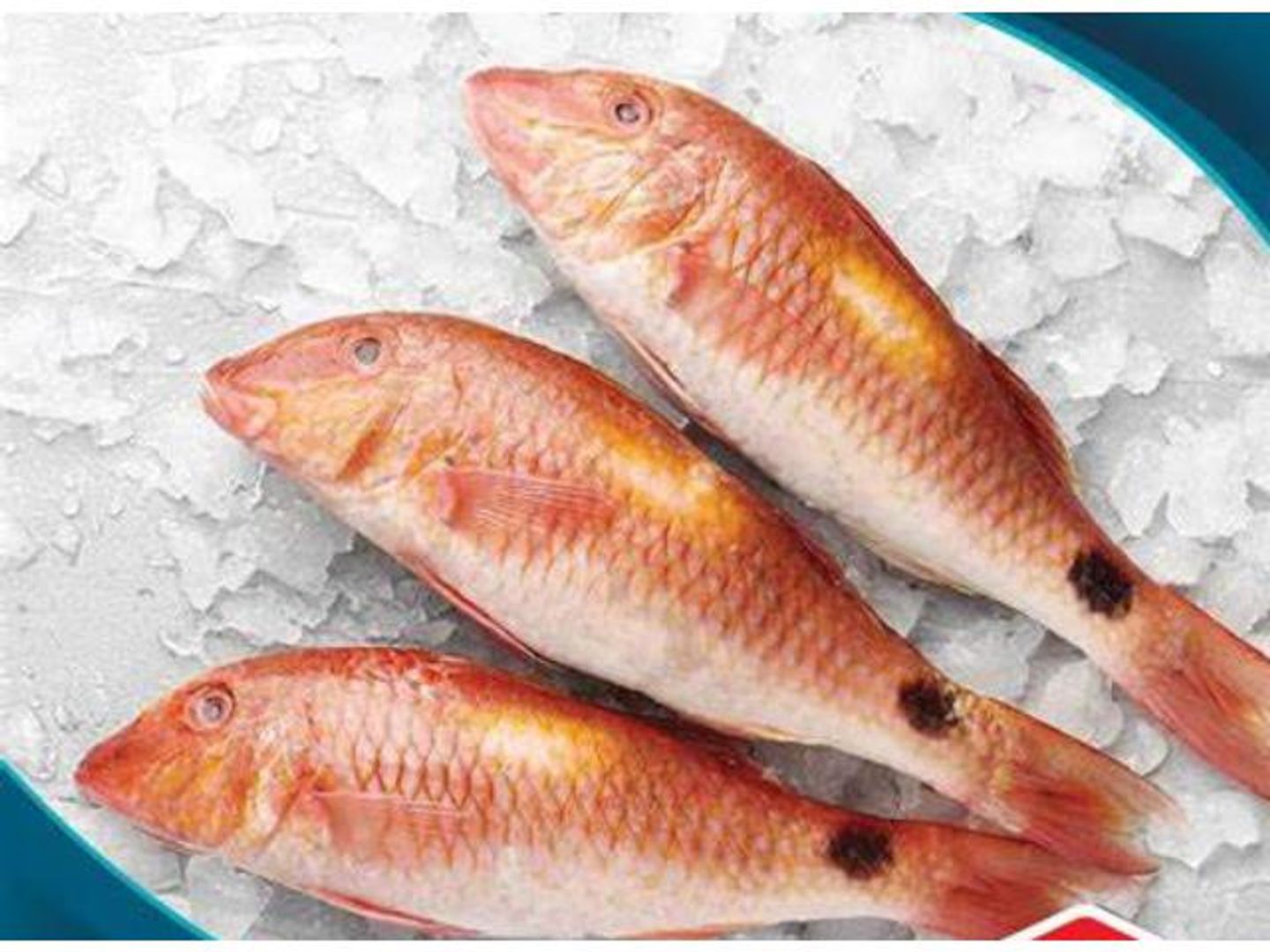 Sultan Ibrahim 1 Kg