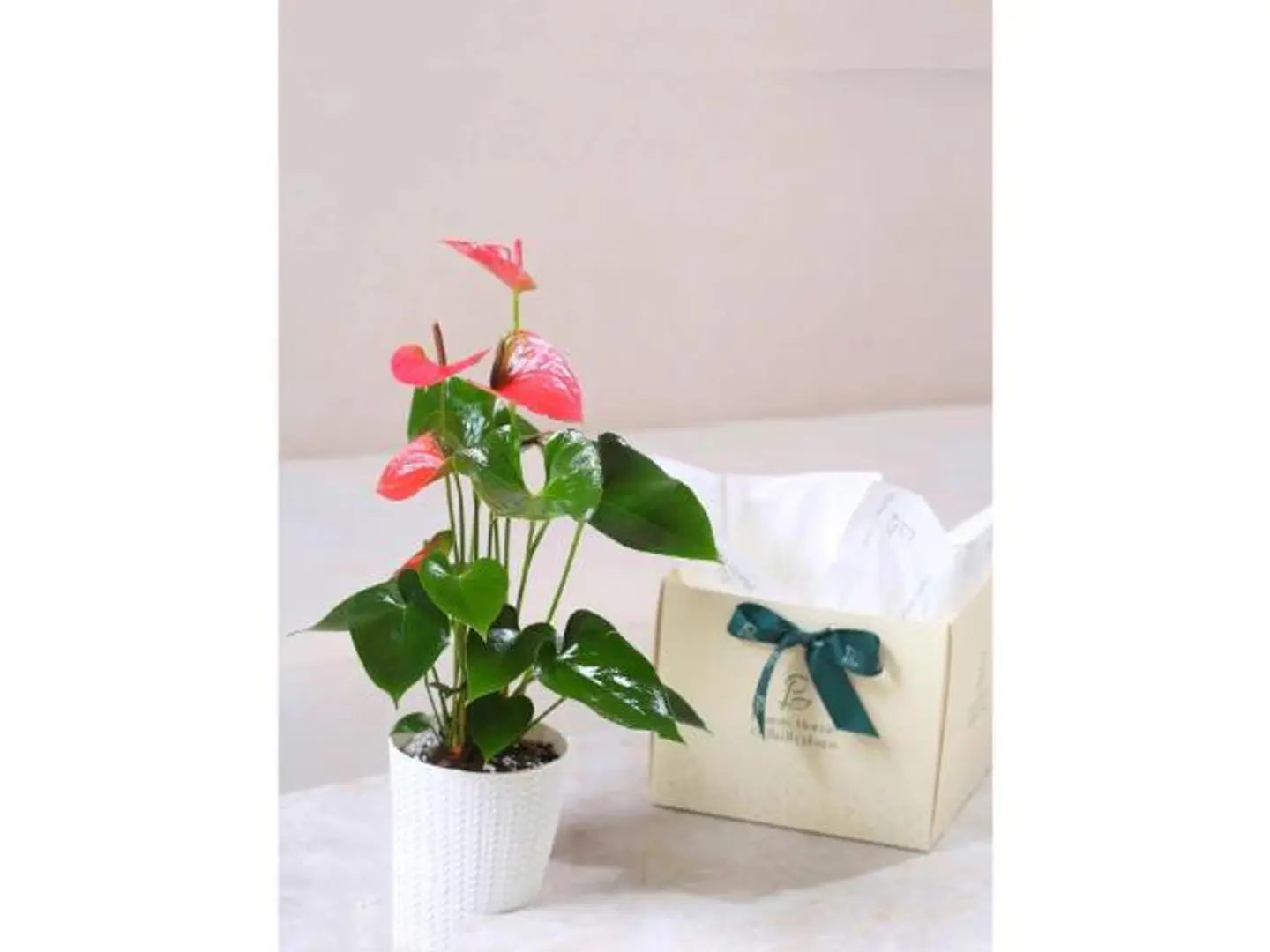 انتوريوم وردي في حوض بلاستيك أبيض