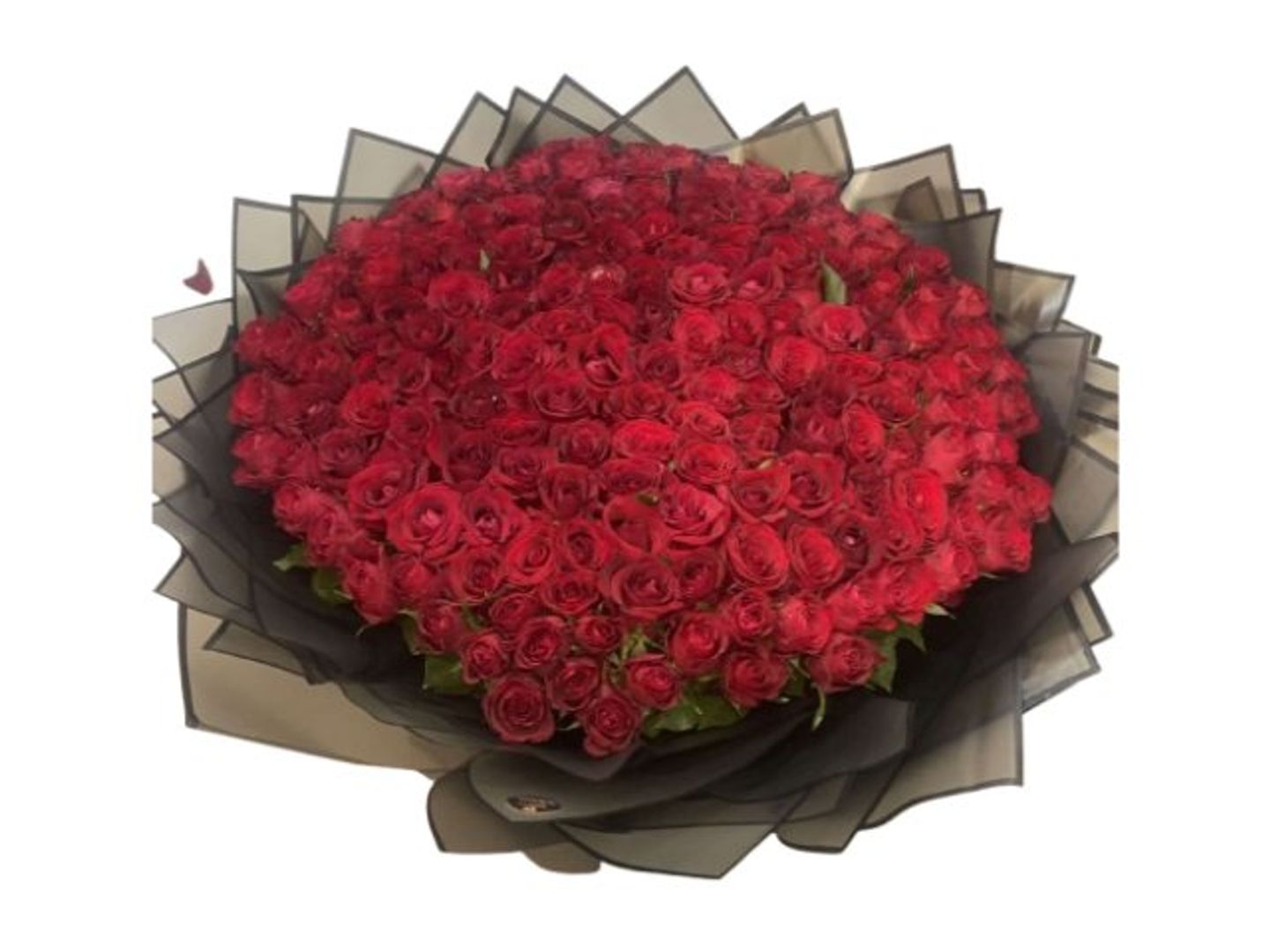 150 جوري احمر