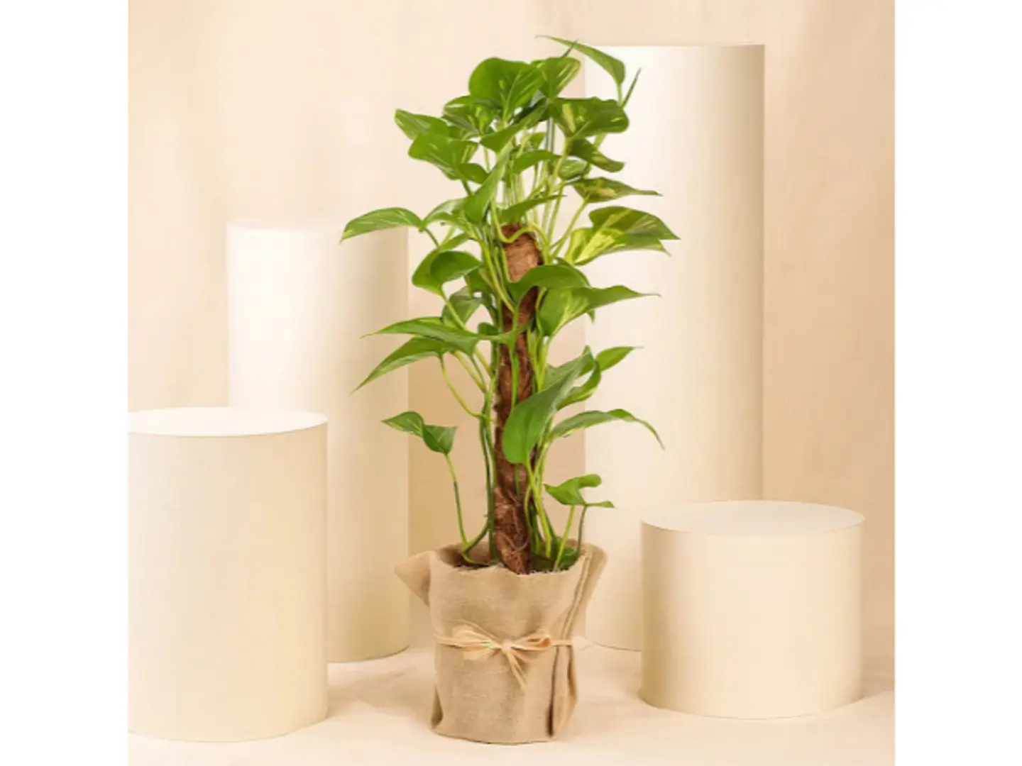 نبات المغلف بالجوت