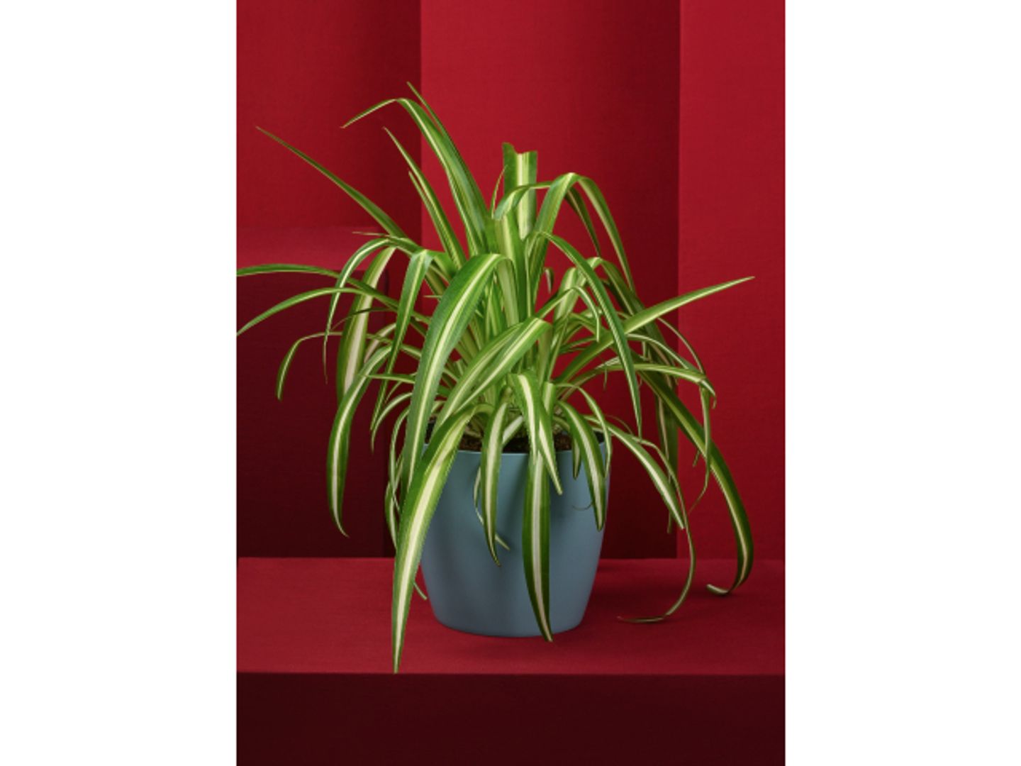 Chlorophytum Comosum Plant