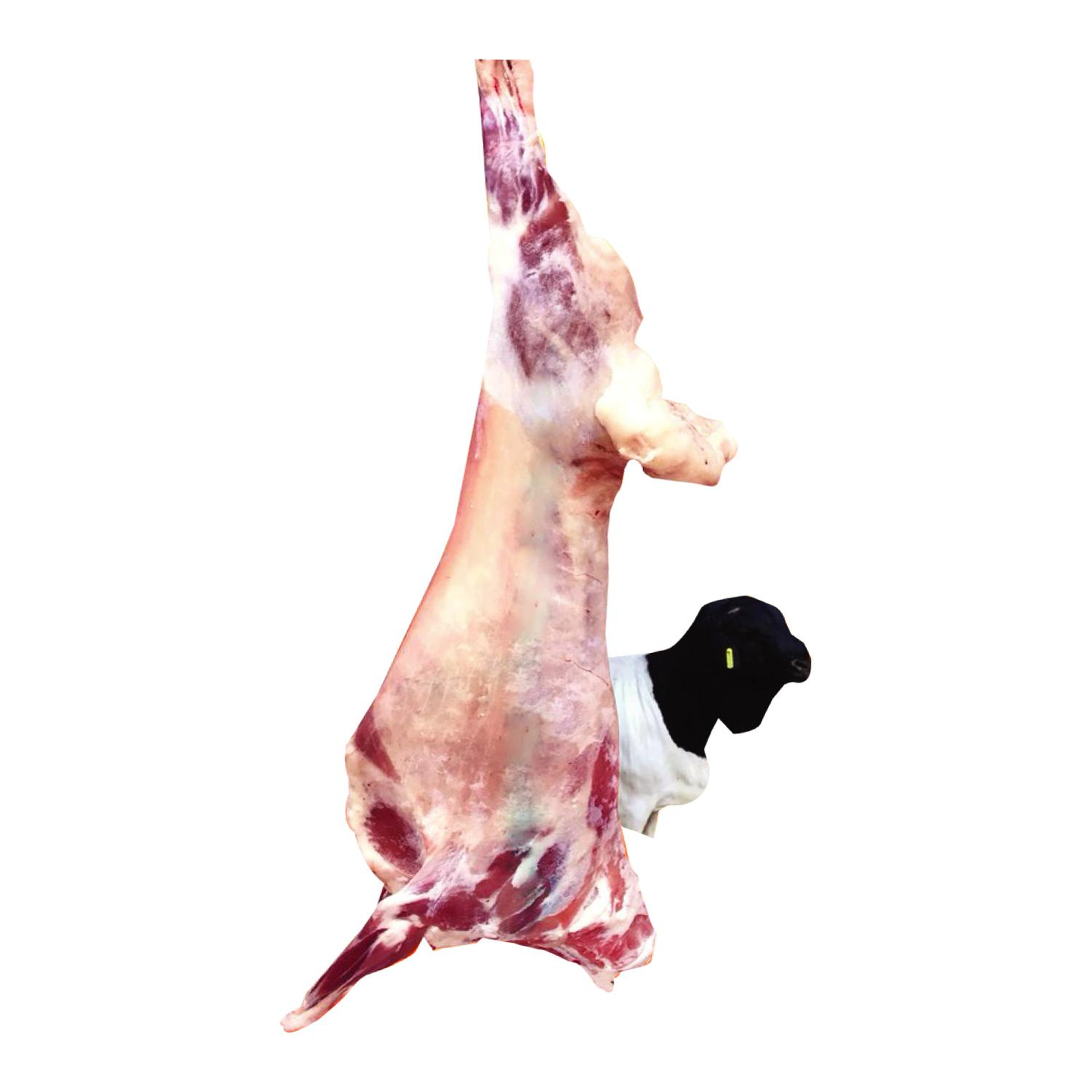 Barbari Whole Lamb 9kg To 12kg