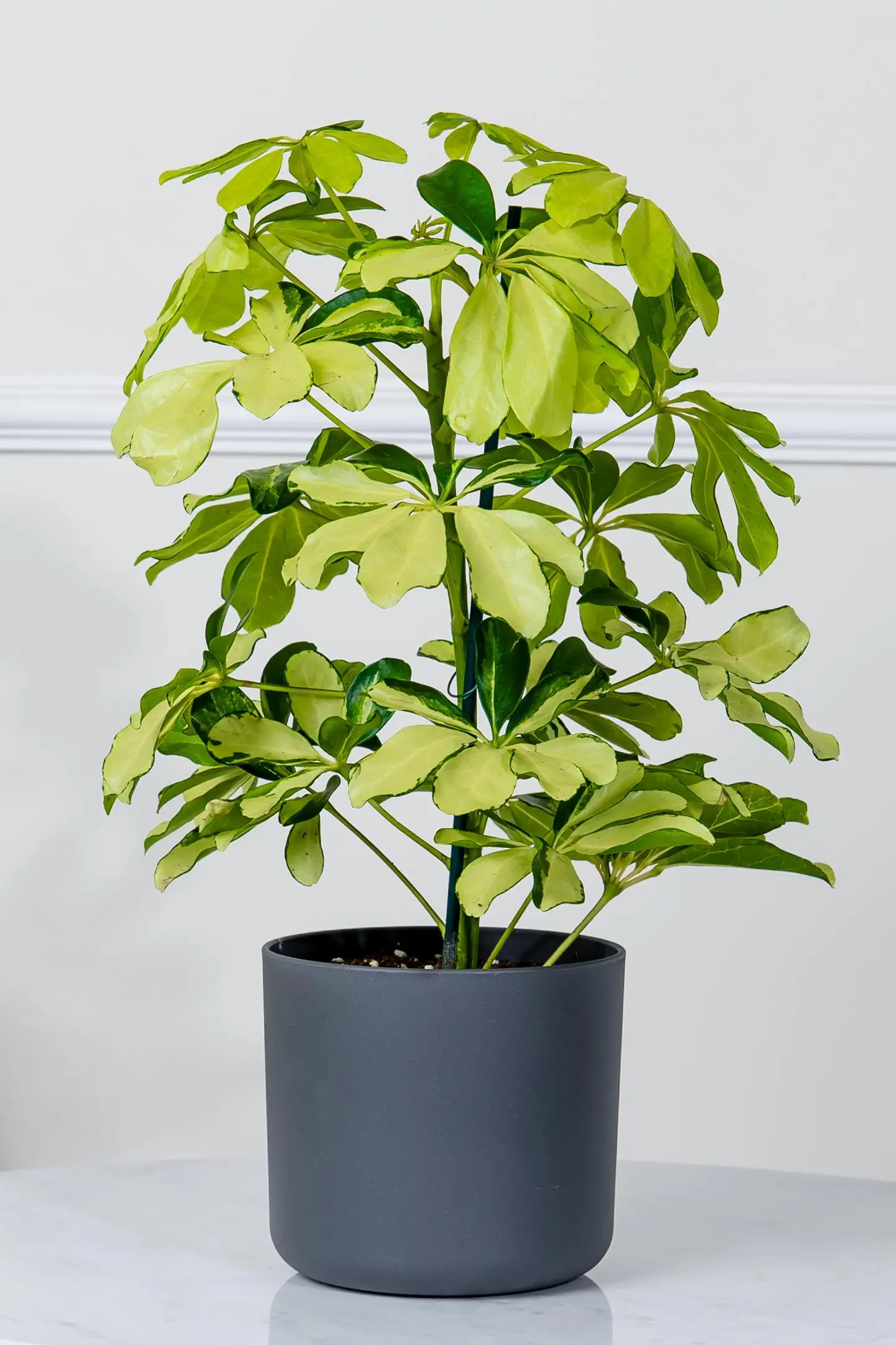 نبتة الشفليرا الذهبية في أصيص رمادي بشكل أنيق