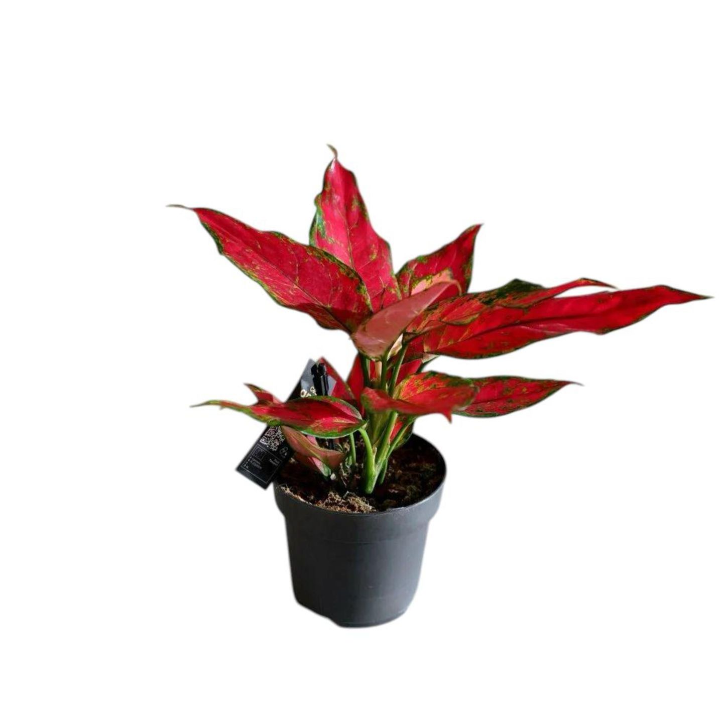 Aglaonema Red Colours