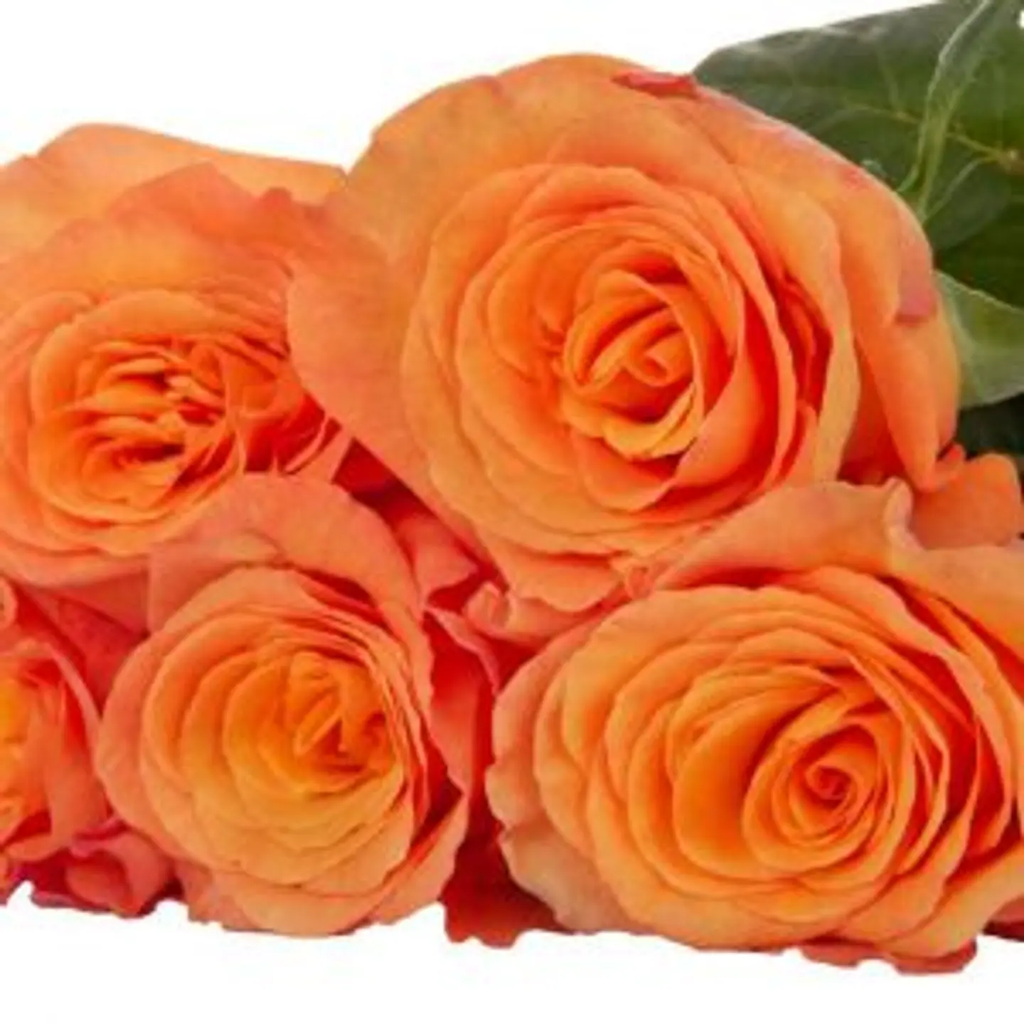 A30 Orange Rose 10 Stem