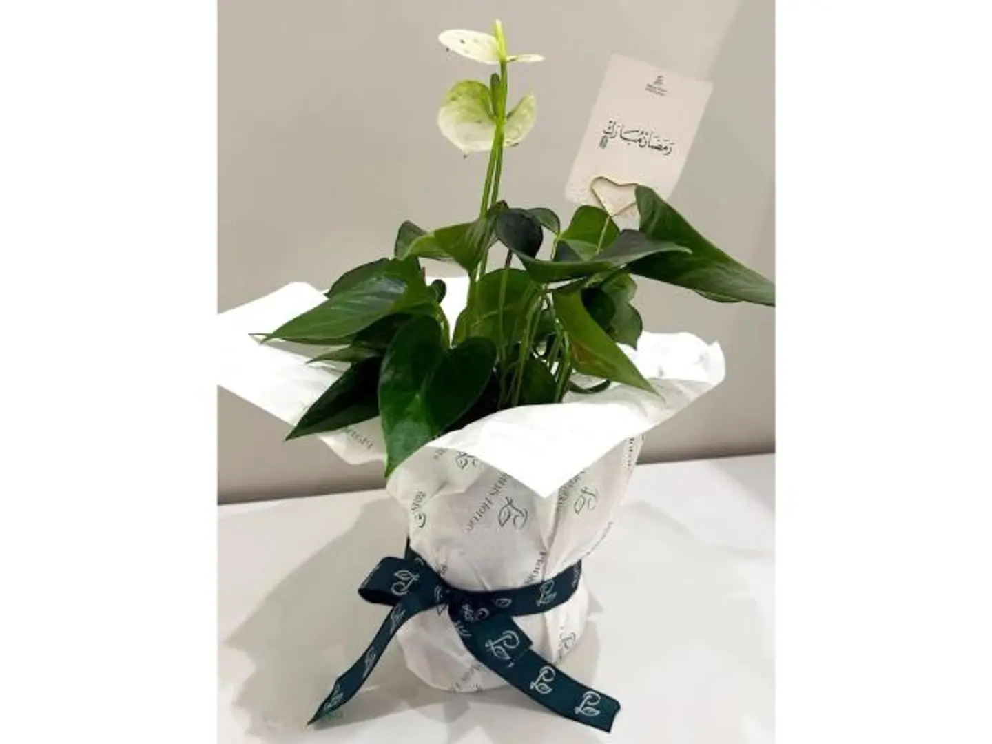 انتوريوم بيضاء مع شريط مبارك عليكم الشهر