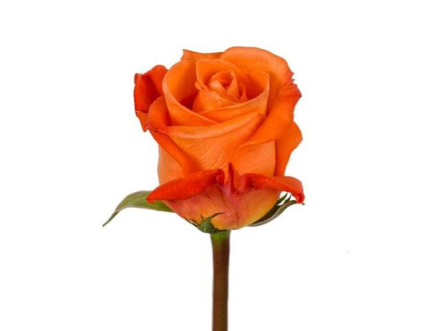 جوري برتقالي