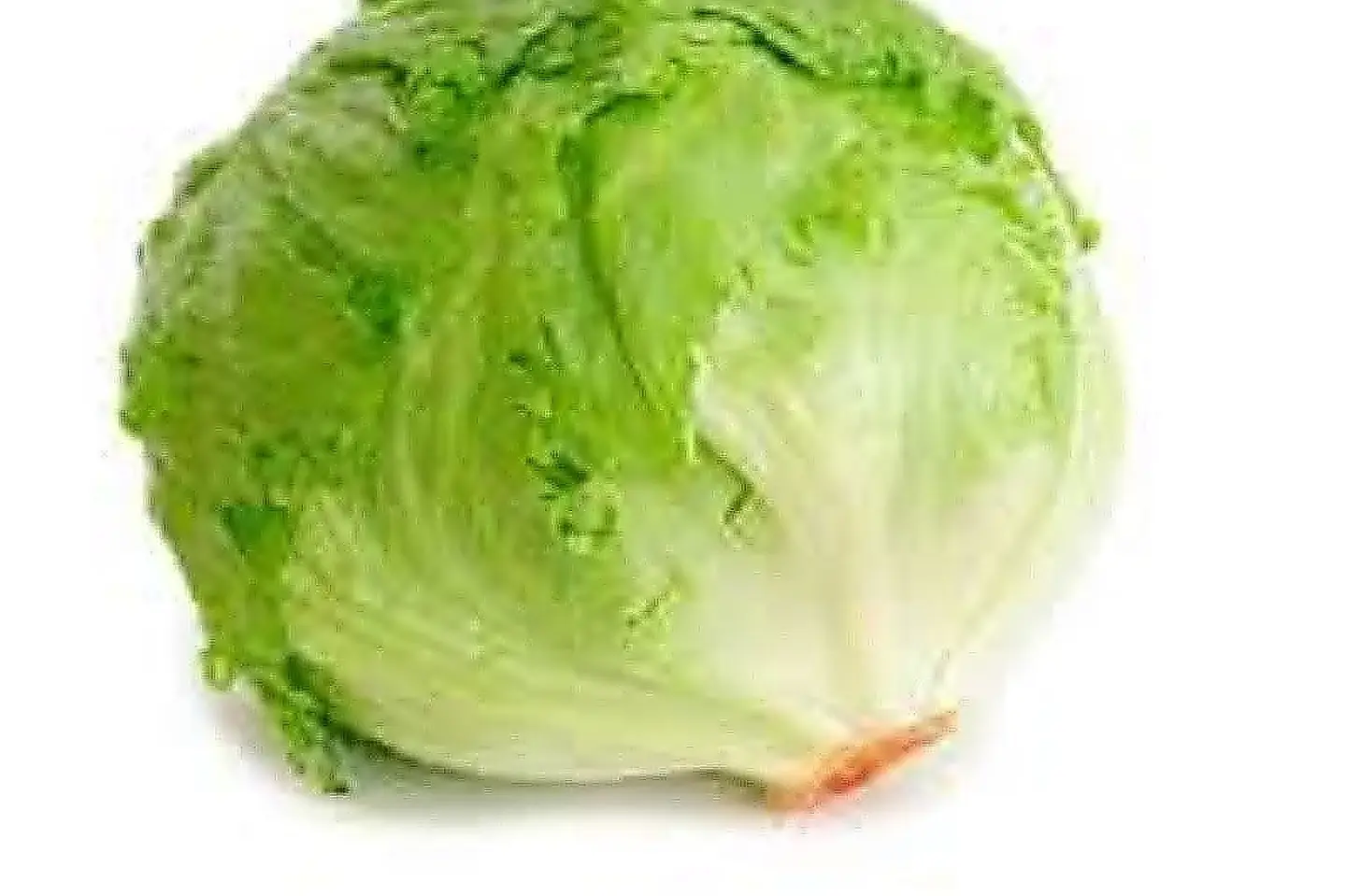 American Lettuce
