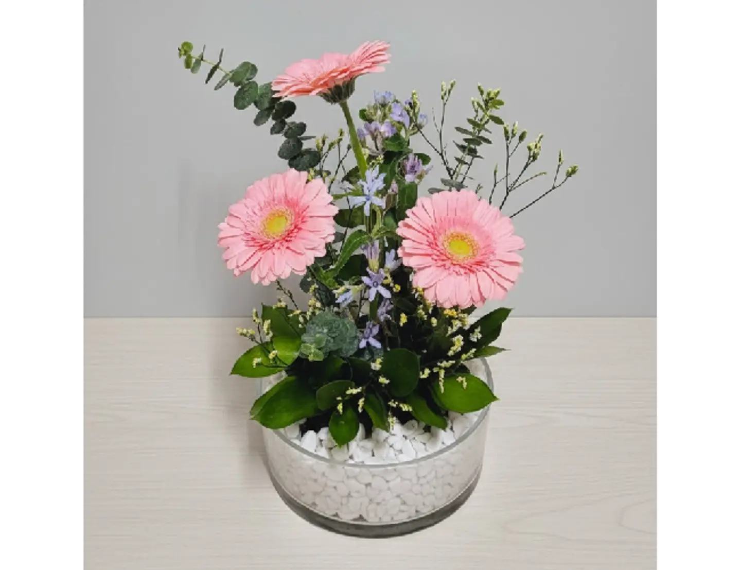 جيربيرا تريكو