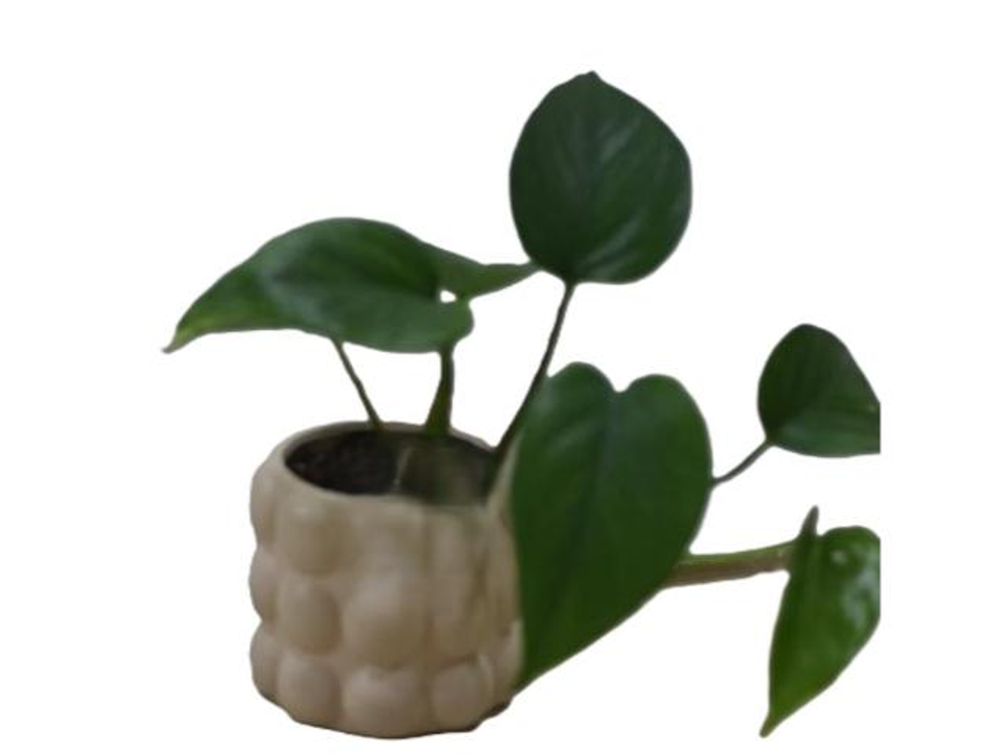 Philodendron