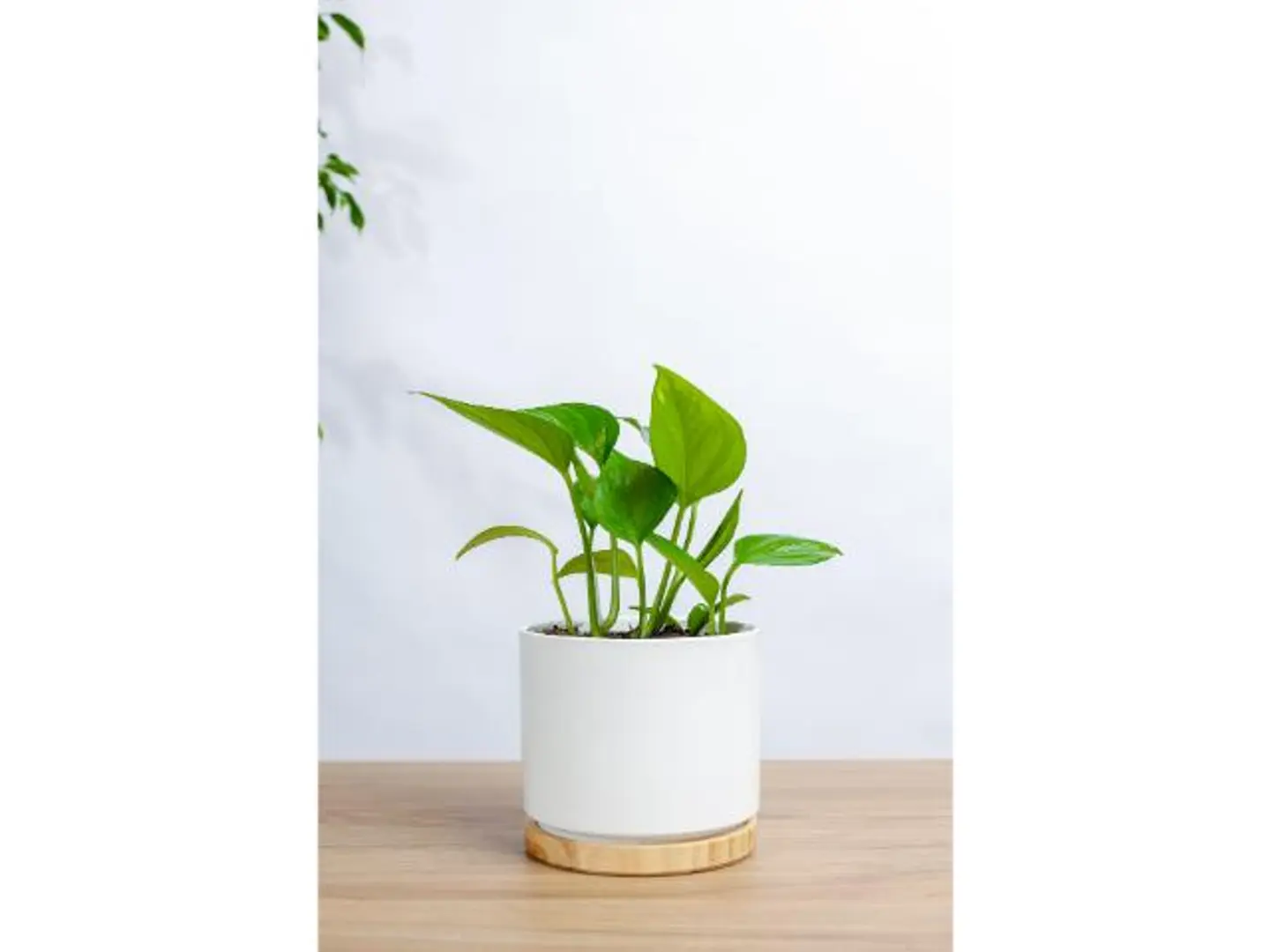 Golden Pots Plant In A White Ceramic Pot With A Wooden Base