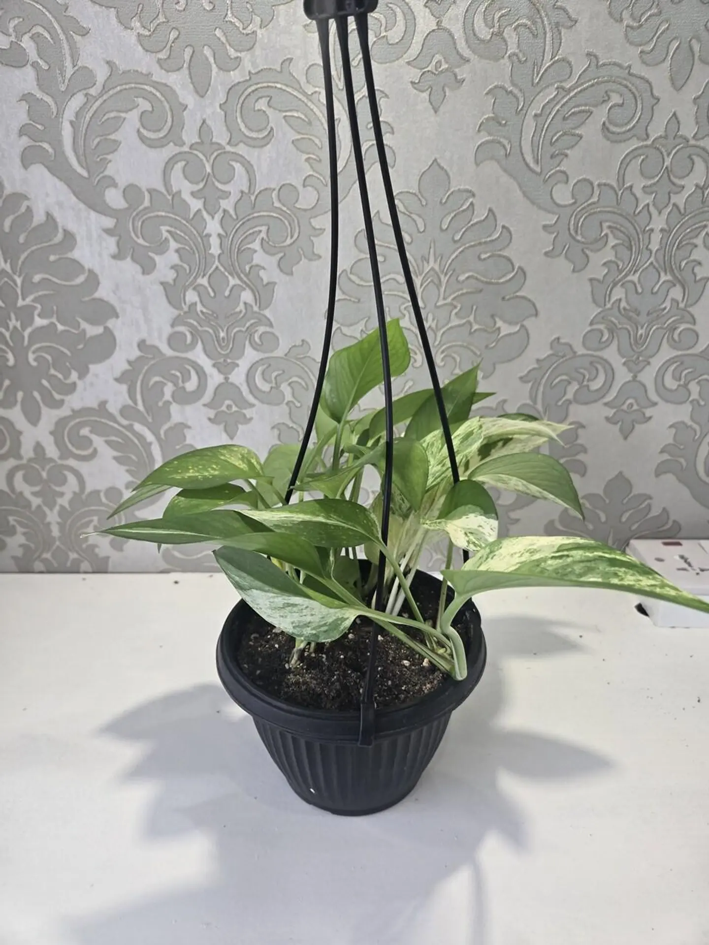 نبات البوثوس