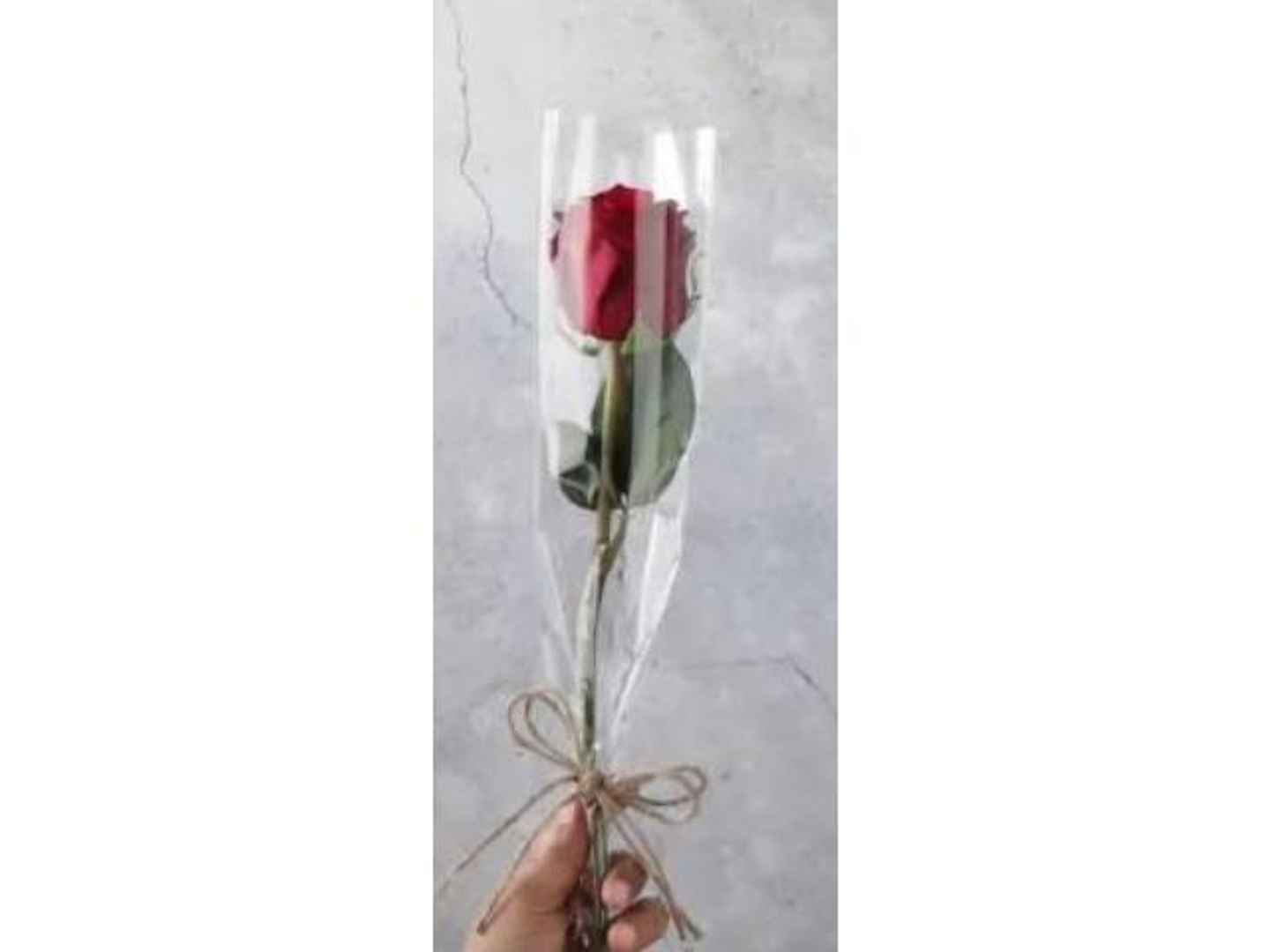 ورد جوري الوان