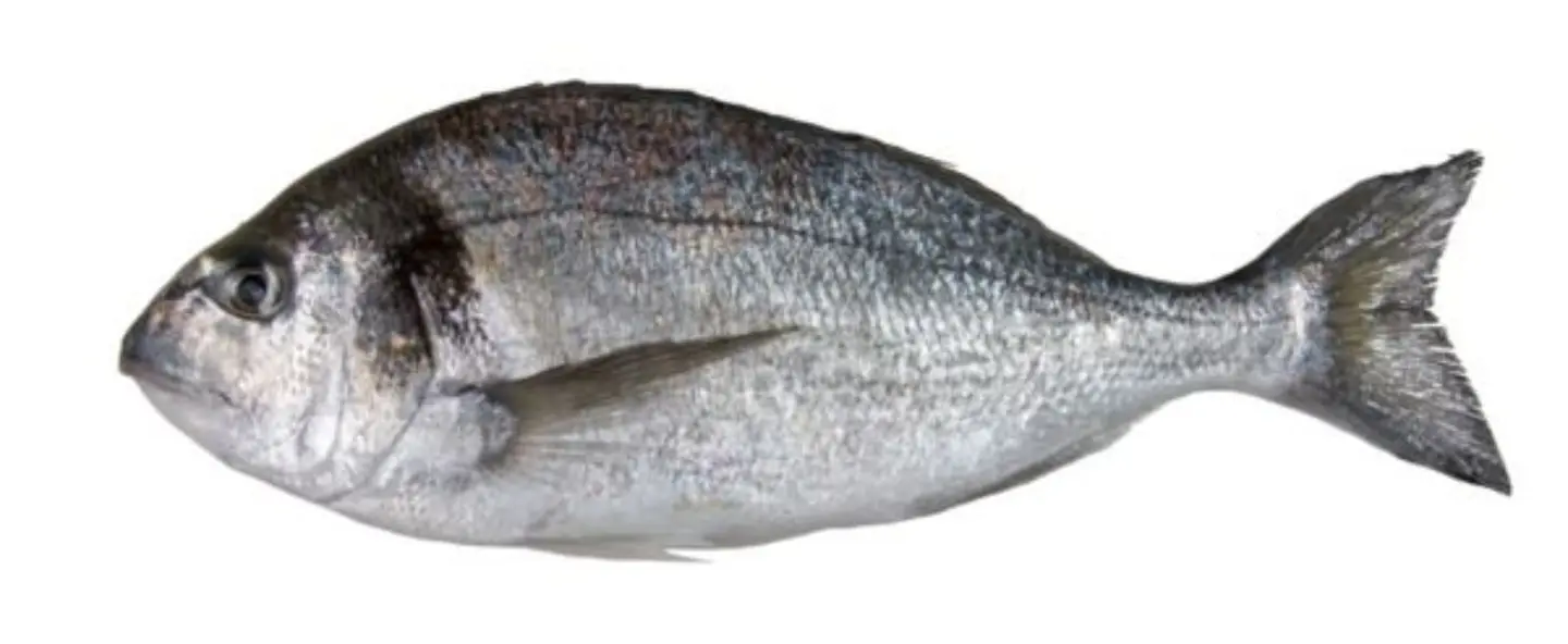 Grilled Fish Denis 700 900g