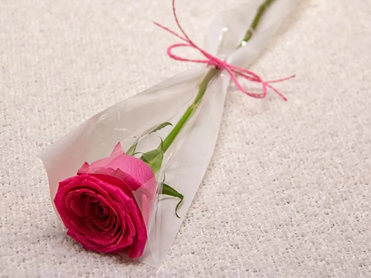 Dark Pink Rose