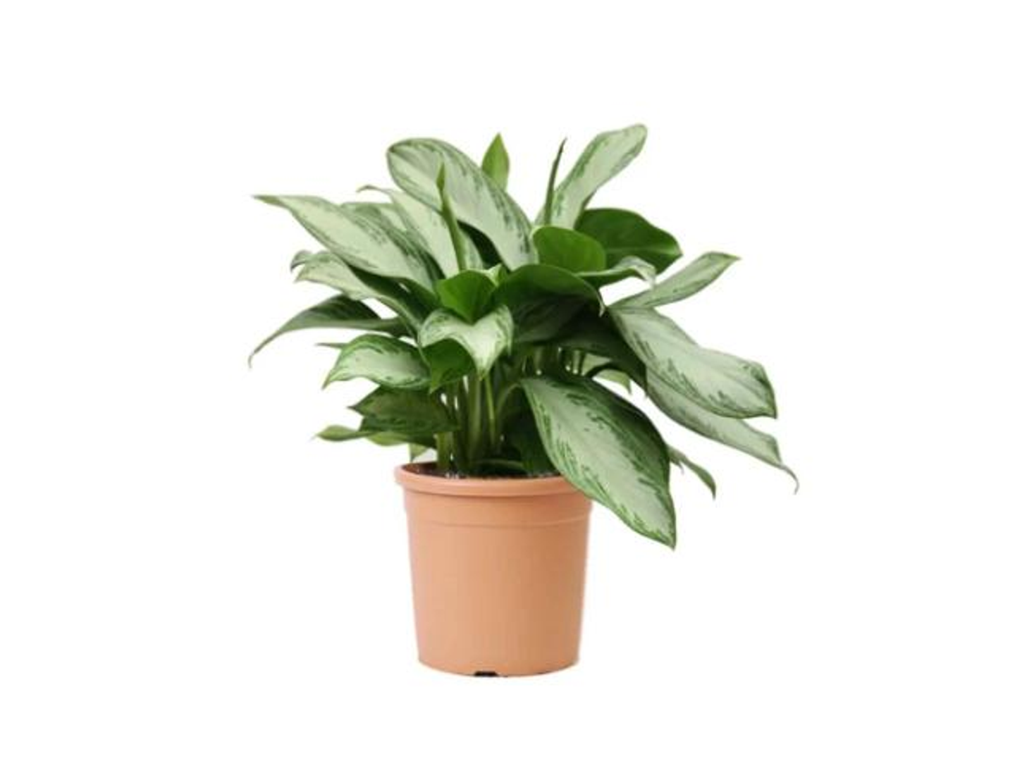 اجلونيما سلفر باي صغير