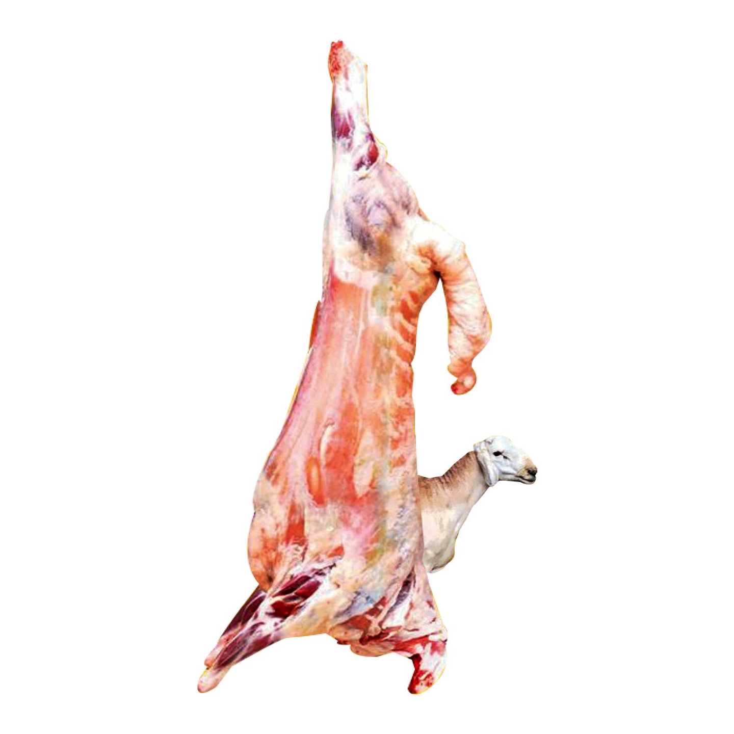 Sawakani Whole Lamb 13kg To 15kg