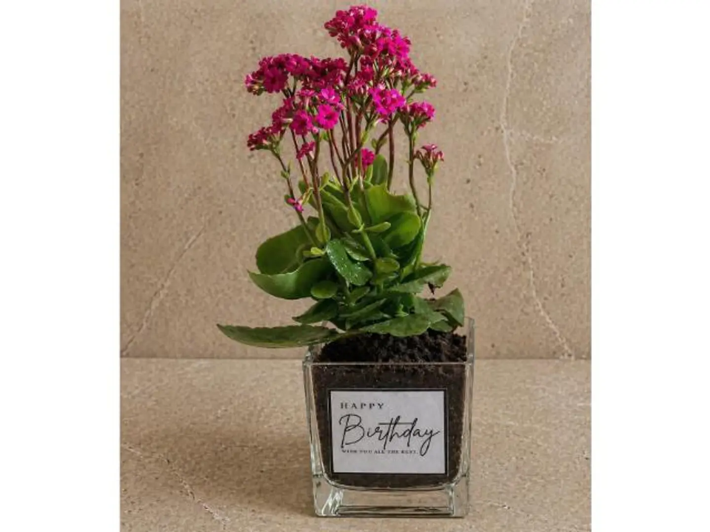Pink Plant Vase
