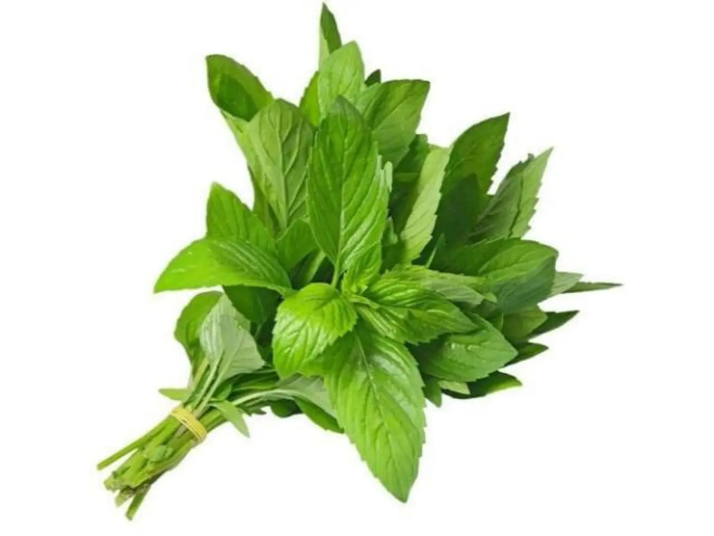 نعناع المدينه