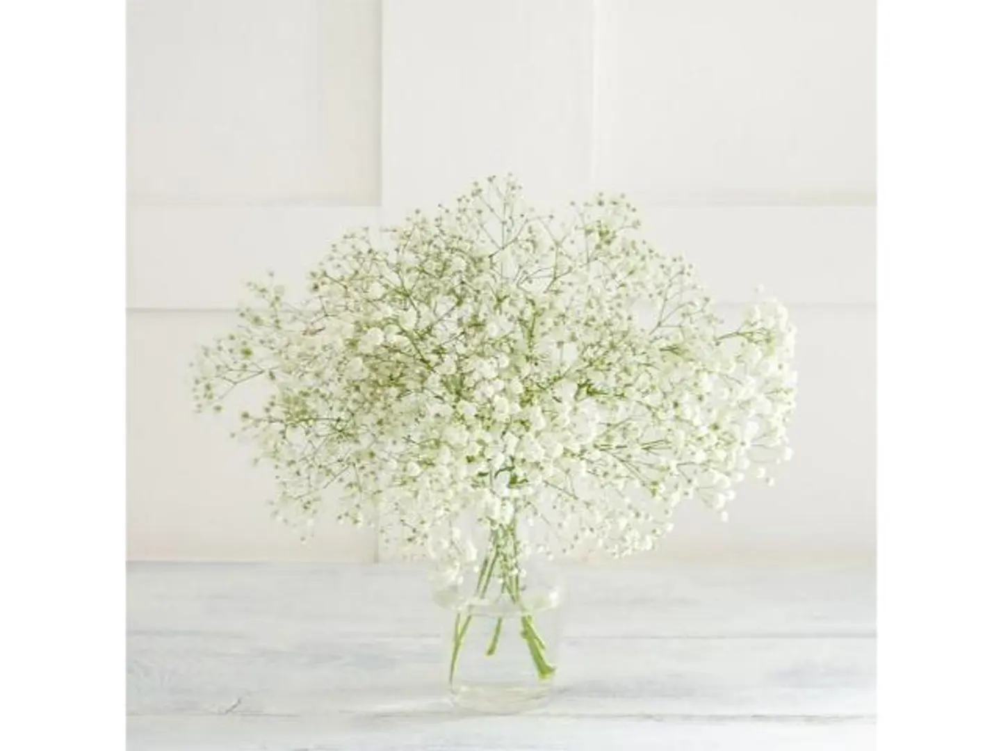 غصن جيبسوفيليا