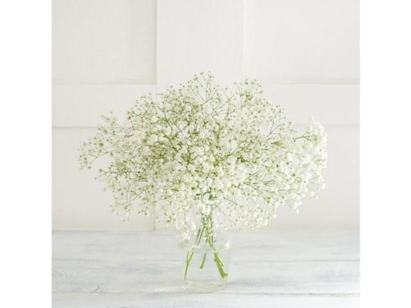 Gypsophila Branch