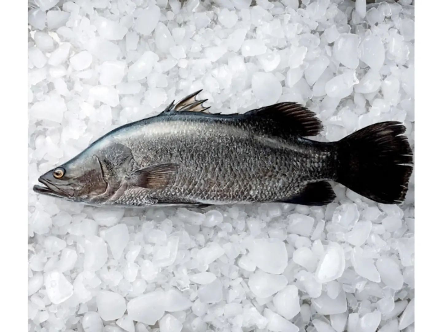 Bass