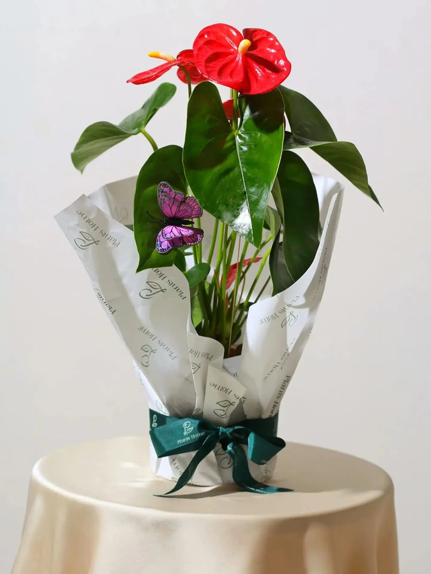 Red Anthurium Gift With Elegant Cellophane Wrap, Golden Tag, Butterfly & Gift Card