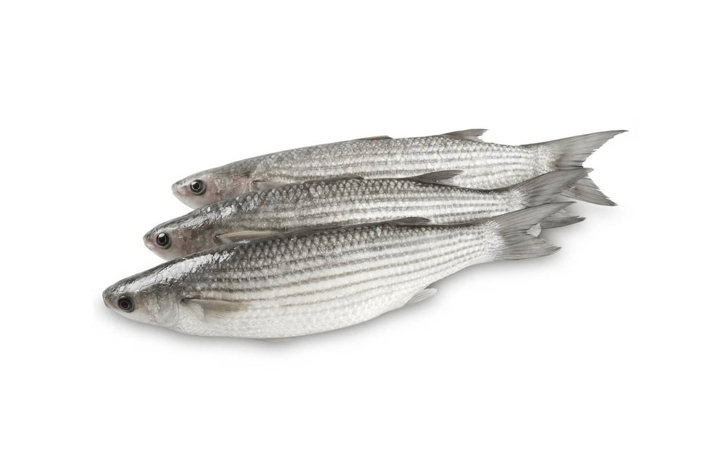 Mullet 1 Kg