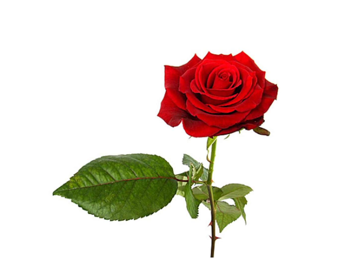 وردة واحدة