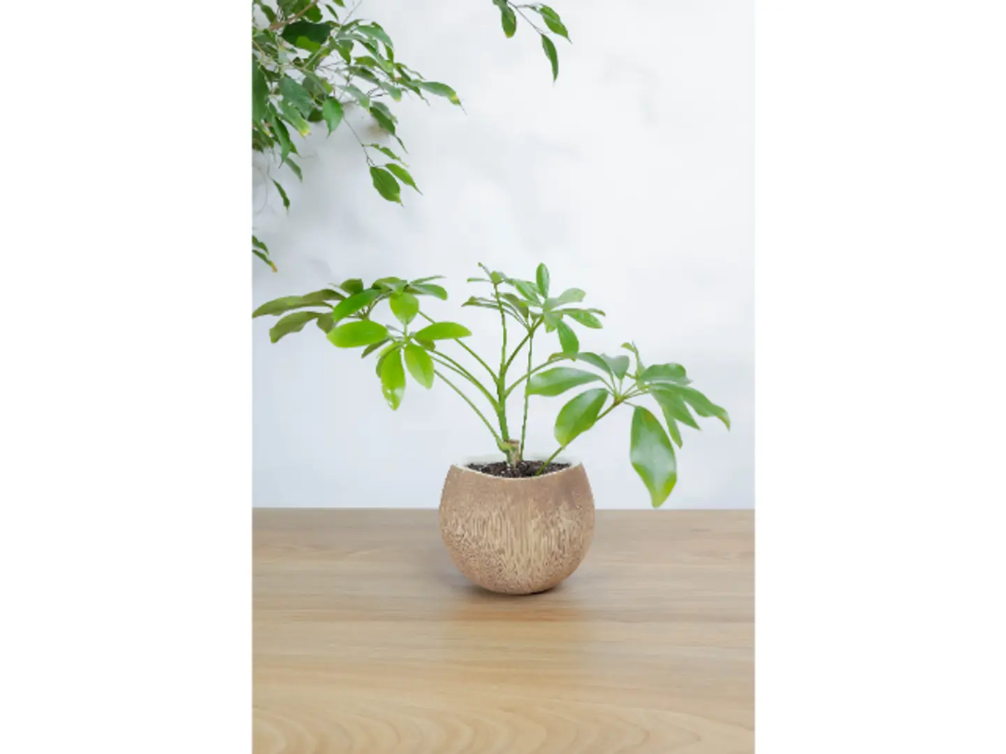 نبتة الشفليرا المميزه في اصيص سيراميك بتصميم جوز الهند بشكل جذاب وعصري