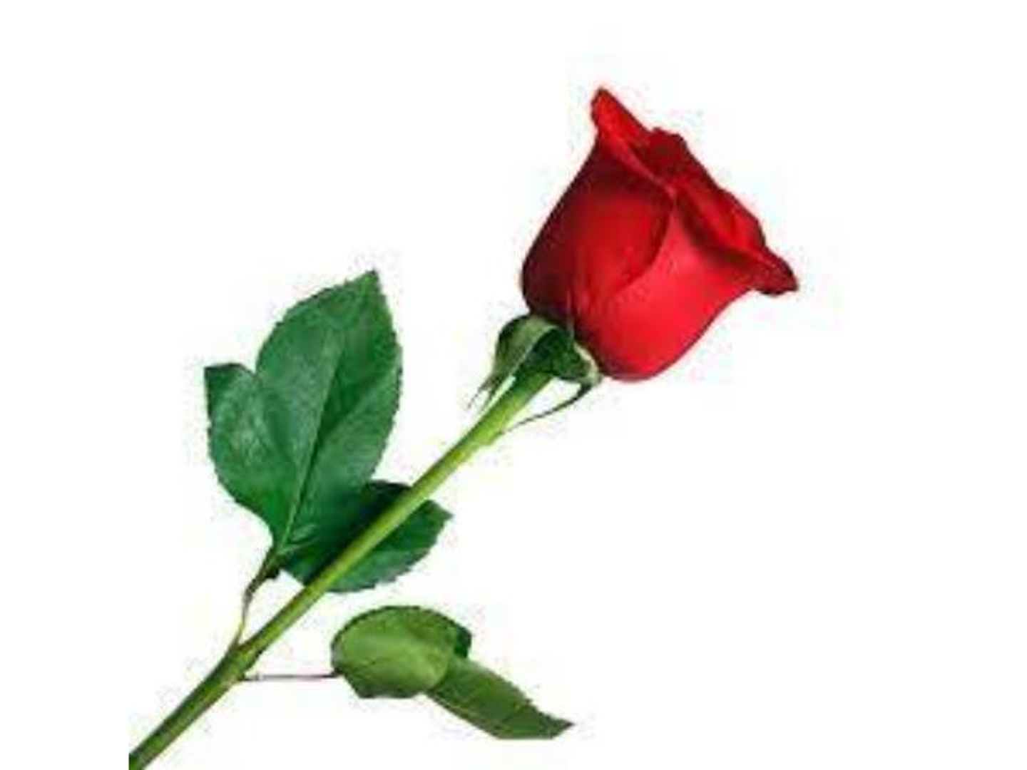 ورد جوري احمر