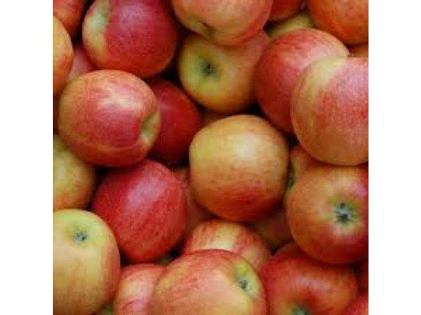 Chili Apple Gala