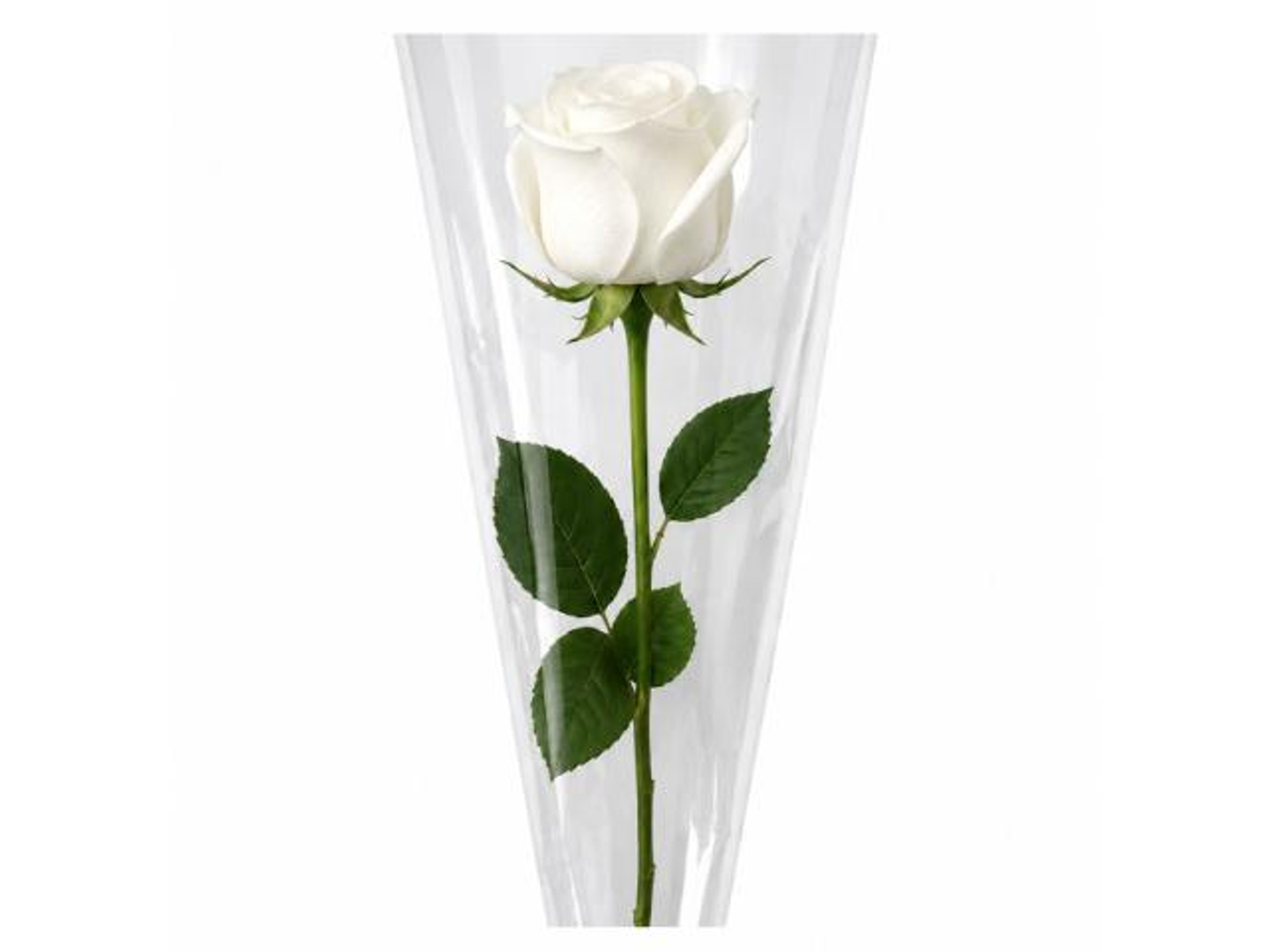 White Rose Stem