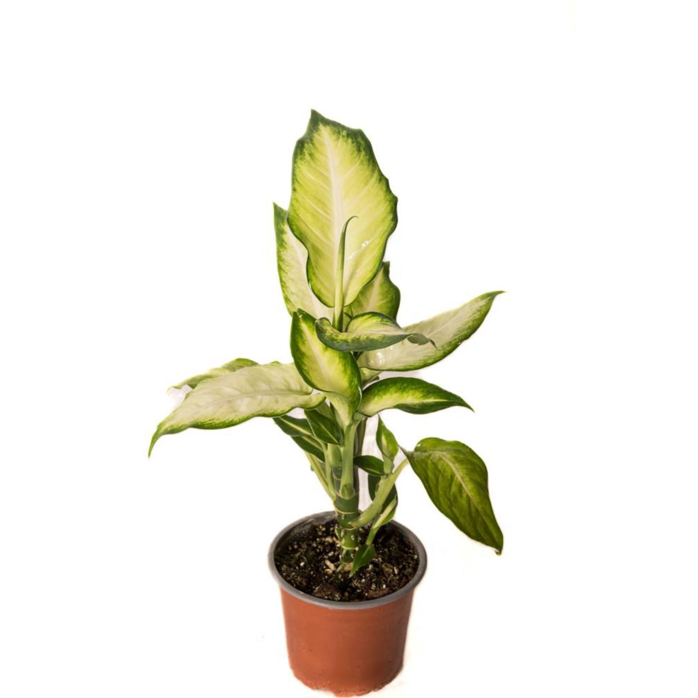 Dieffenbachia