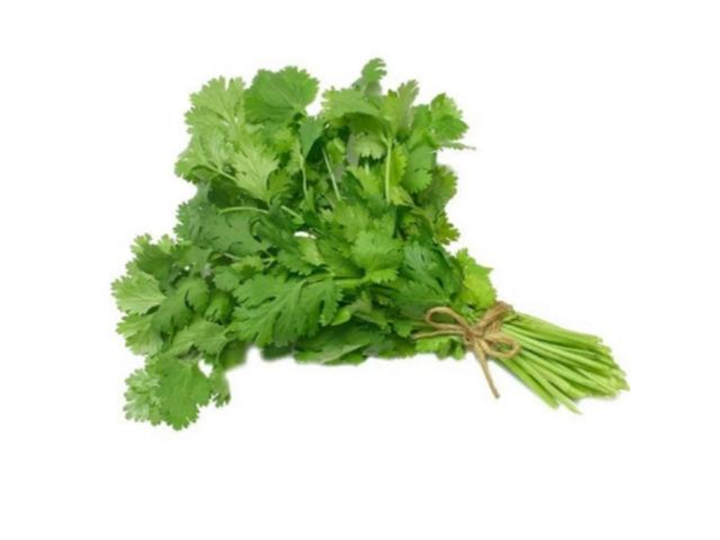 Coriander