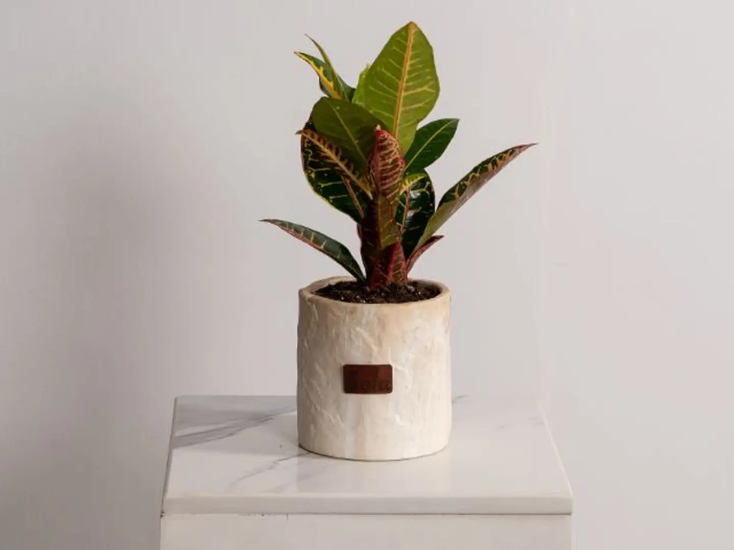 Croton Plant