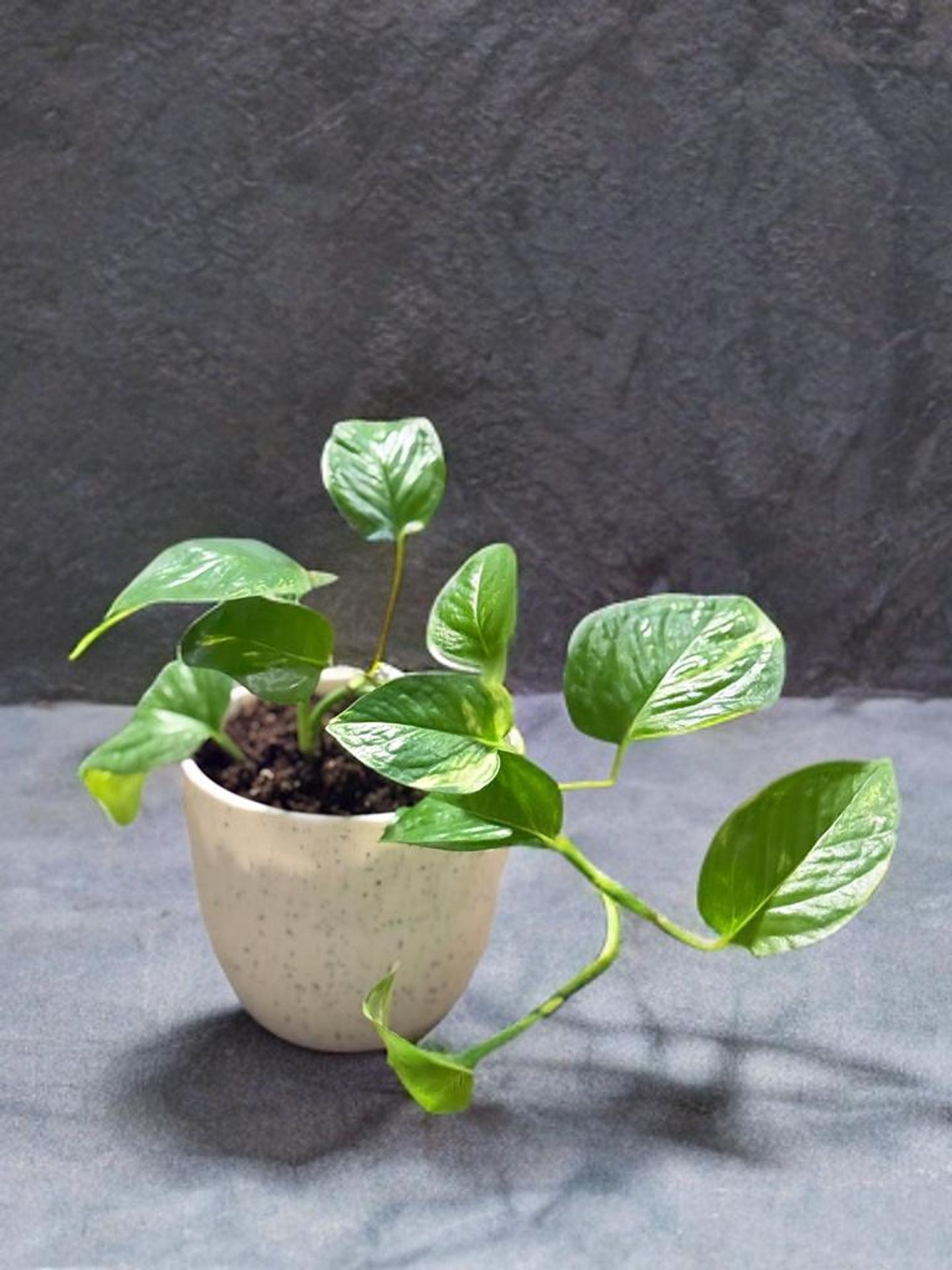 Pothos Plant In A White Pot